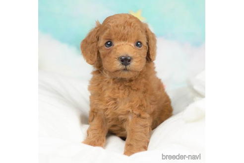 成約済の千葉県のトイプードル-211967